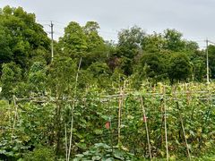 -凤来栖·净庭院·火锅(欧尚店)