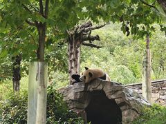 -卧龙中华大熊猫苑神树坪基地