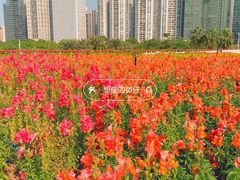 -海心沙亚运公园