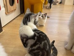 -有喵·猫咖·狗咖·30几只猫10只小狗(岗厦店)