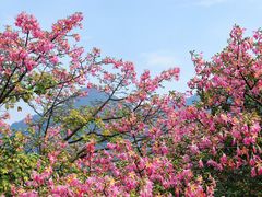 -东莞观音山旅游风景区