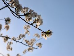 -上海辰山植物园