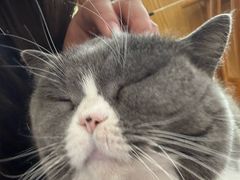 -是阿柴呀！柴犬咖啡·爱喵喵猫咖