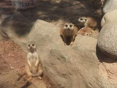 -西霞口神雕山野生动物世界