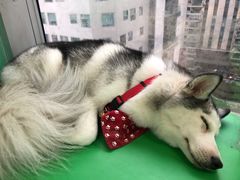 -Husky Go! 哈士奇体验馆·宠物咖啡厅狗咖
