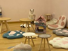-猫咪派对(江南西店)