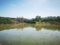 -大湾区中央湿地公园