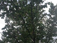 -樱桃山旅游景区