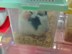 -上海大自然野生昆虫馆(东方明珠·爬宠昆虫探索中心)