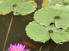 -广东花都湖国家湿地公园