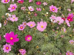 -广东花都香草世界旅游度假区