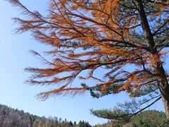 -四明山国家森林公园