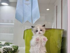 -青奢宠物·青奢猫舍