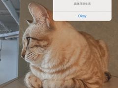 -Cappucimeow猫咪咖啡馆(韦伯时代店)