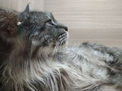 -飞行喵MR PILOT|猫舍·猫咖(静安大融城店)
