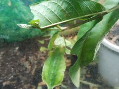 -上海大自然野生昆虫馆(东方明珠·爬宠昆虫探索中心)