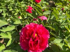 -洛阳市隋唐城遗址植物园
