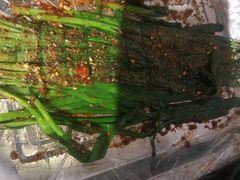 -回忆经典小肉串