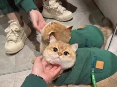 -猫十亿·布偶金渐层·曼基康矮脚猫舍(青年路店)