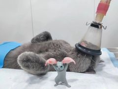 -荔康动物医院(康王北路店)