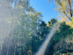 -上海共青森林公园