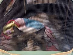 -贝康宠物医院·犬猫全科·小动物特色诊疗中心(东环路店)