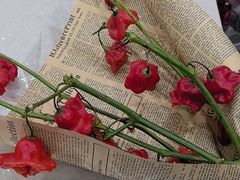 -Flower in(密渡桥店)