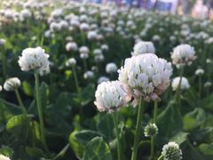 -爱雍·乌节