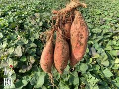 地瓜-东门小吃街