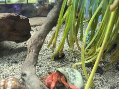 -中环花鸟鱼虫市场