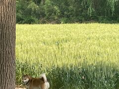 -同里国家湿地公园