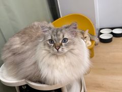 -有喵·猫咖·狗咖·30几只猫10只小狗(岗厦店)