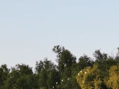 -大亚湾红树林城市湿地公园