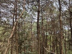 -铁山坪森林公园