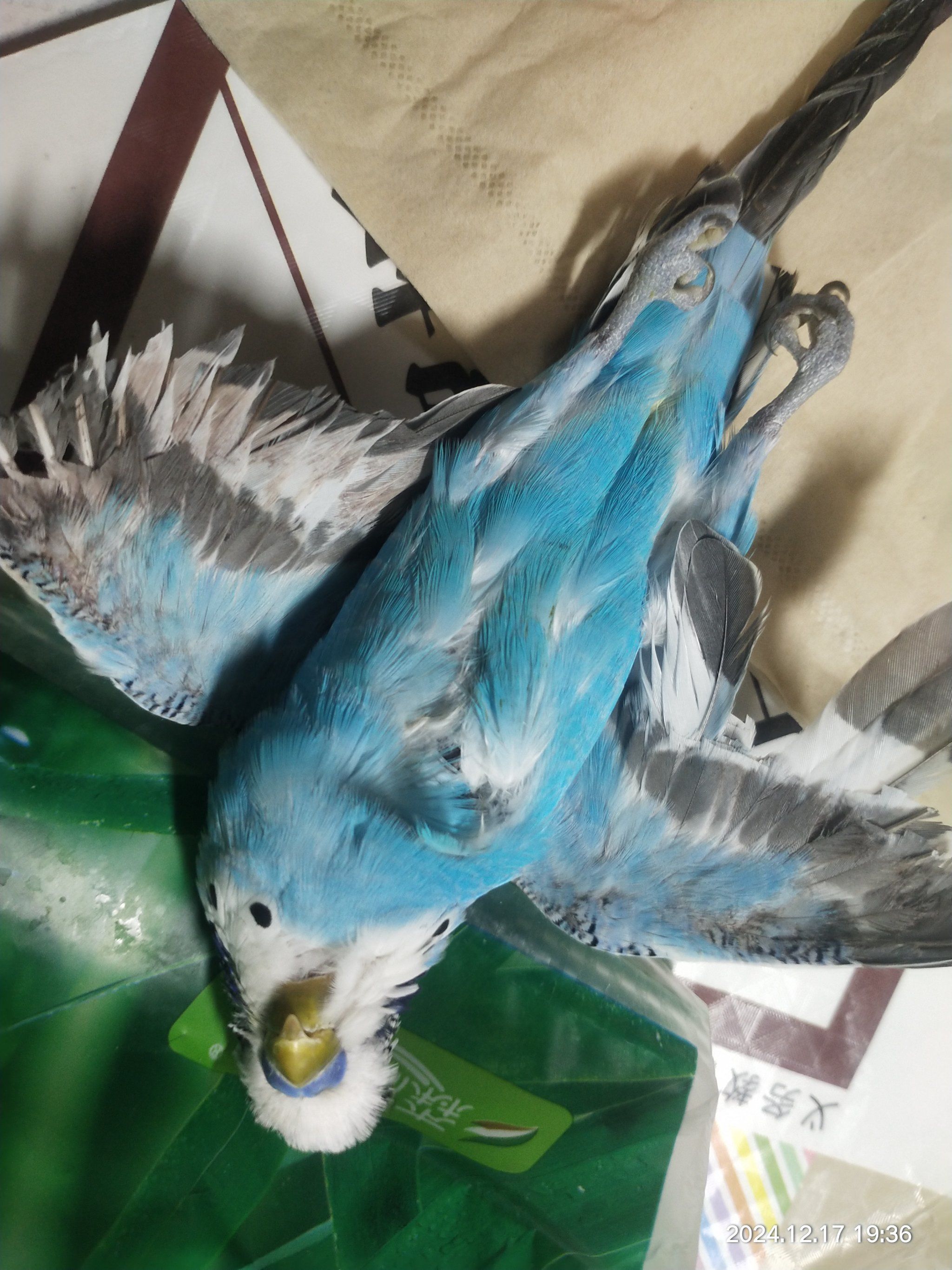 鹦鹉死去的时候