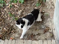 -上海佘山国家森林公园天马山园