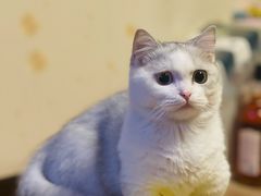 -瑞派宠物医院·CT影像中心·猫友好医院(奥城店)