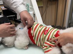 -宠福鑫康馨动物医院·骨科·眼科