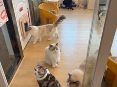 -有喵·猫咖·狗咖·30几只猫10只小狗(岗厦店)