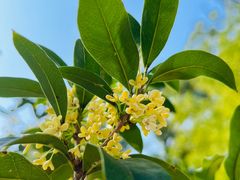 -荣德灶台鱼(圣泉寺店)