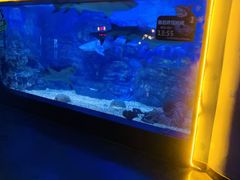 -烟台海昌鲸鲨海洋公园