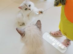 -怪兽屋·羊驼·猫咖·狗咖(俊华广场店)