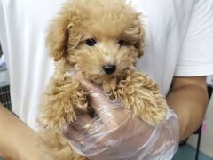 -翊宠yipet猫狗购宠庄园犬舍•猫舍