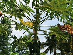 -三亚亚龙湾红树林度假酒店