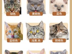 -翊宠yipet猫狗购宠庄园犬舍•猫舍