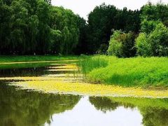 -大兴滨河森林公园