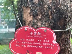 -金花茶公园