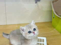 -青奢宠物·青奢猫舍