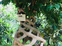-呀路古热带植物园