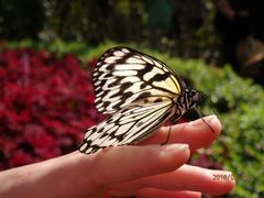 -西双版纳融创皇冠假日度假酒店